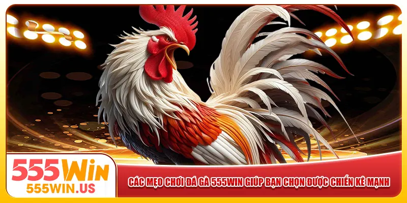 Các mẹo chơi đá gà 555win giúp bạn chọn được chiến kê mạnh