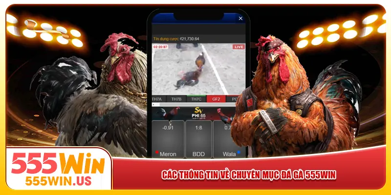 Các thông tin về chuyên mục đá gà 555win
