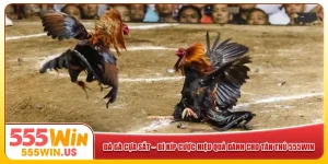 Đá Gà Cựa Sắt – Bí Kíp Cược Hiệu Quả Dành Cho Tân Thủ 555win