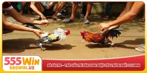 Đá Gà Tre – Trò Giải Trí Dân Gian Được Yêu Thích Nhất 555win