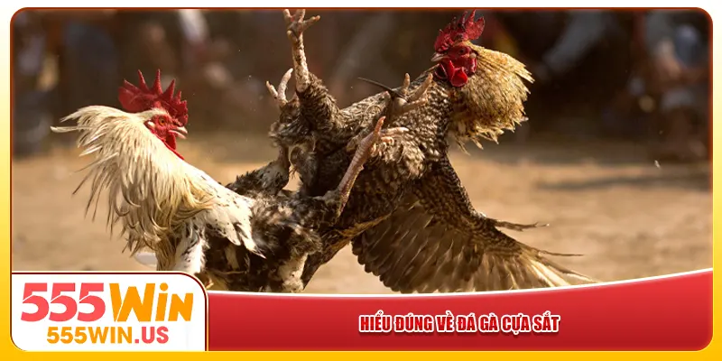 Hiểu đúng về đá gà cựa sắt Hiểu đúng về đá gà cựa sắt