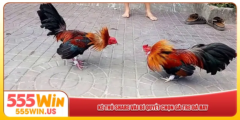 Kê thủ share vài bí quyết chọn gà tre đá hay