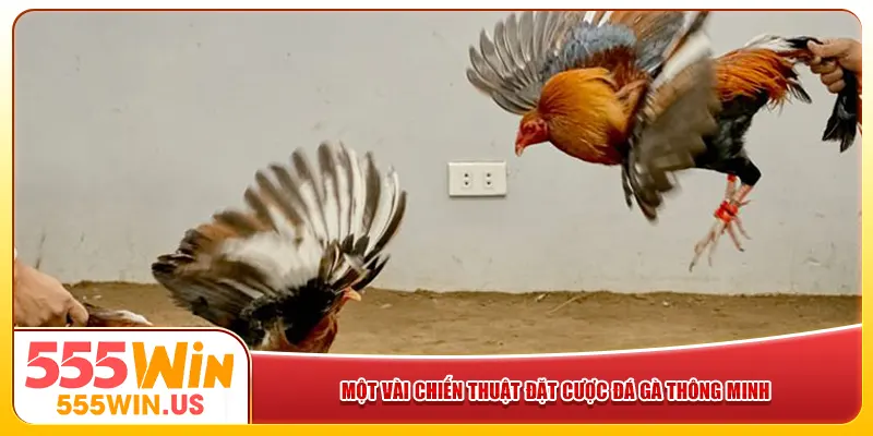 Một vài chiến thuật đặt cược đá gà thông minh Một vài chiến thuật đặt cược đá gà thông minh