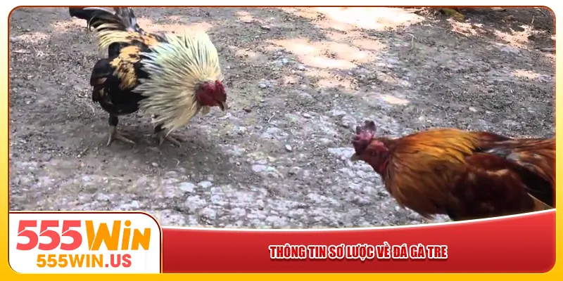 Thông tin sơ lược về đá gà tre