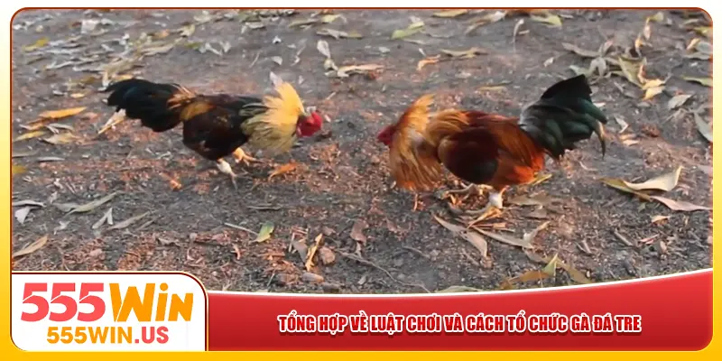 Tổng hợp về luật chơi và cách tổ chức gà đá tre